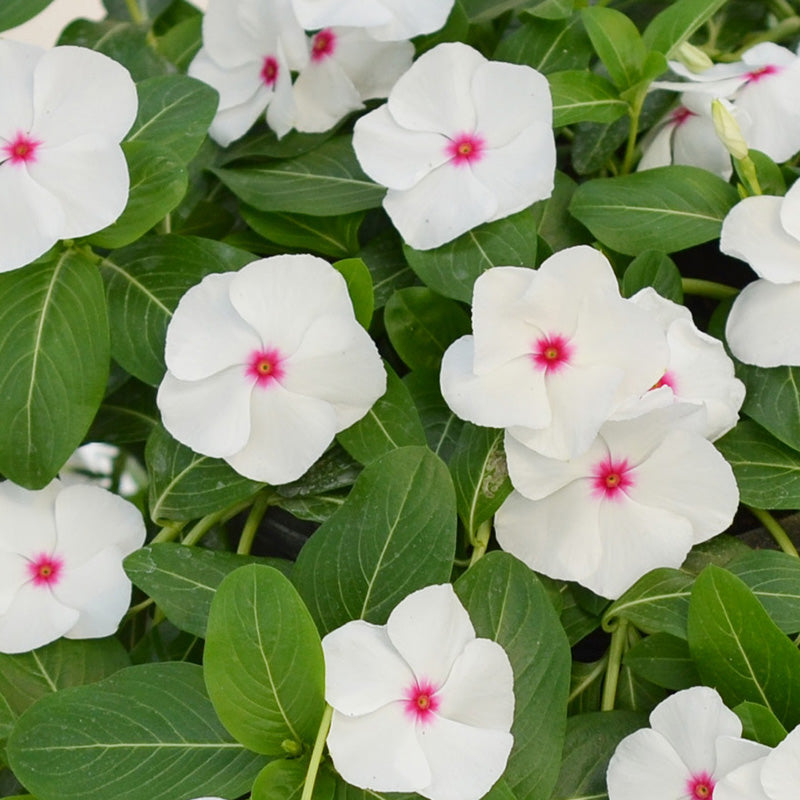 003-3 Pacifica Polka Dot Hybrid Vinca Seeds - Image 1