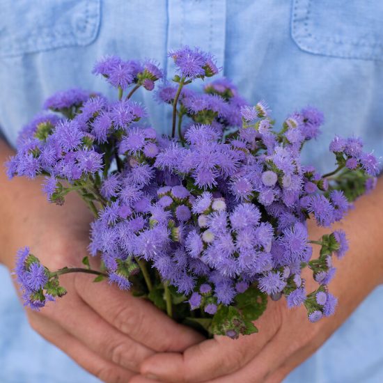 Dwarf Aloha Blue Ageratum Seeds - Image 3