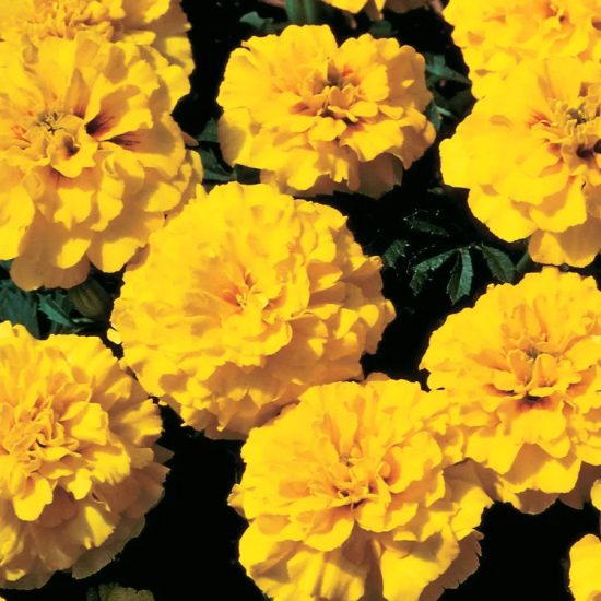 Janie Yellow Marigold Seeds - Image 2