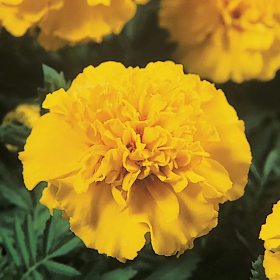 Janie Yellow Marigold Seeds - Image 3
