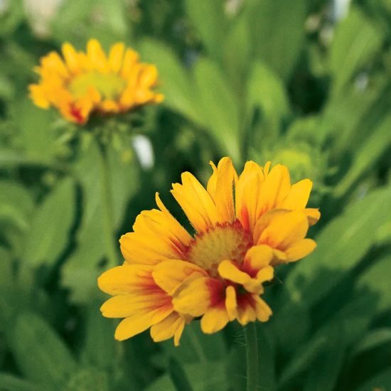 Arizona Apricot Blanket Flower Seeds - Image 2