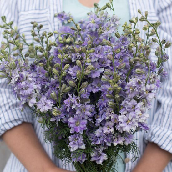 Light Blue Larkspur Seed - Image 2