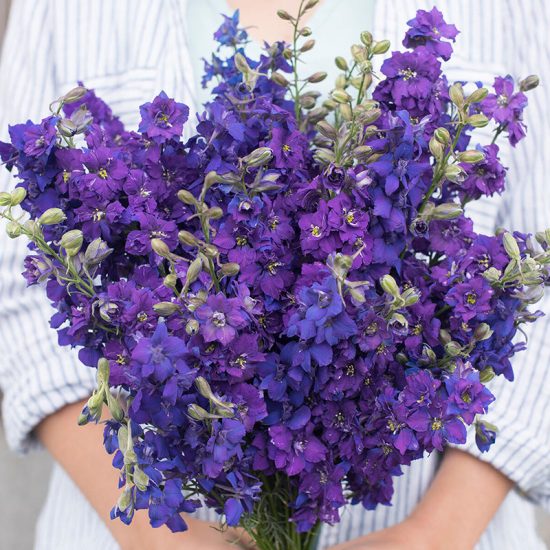 Dark Blue Larkspur Seed - Image 3