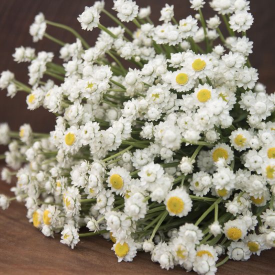 Winged Everlasting Ammobium Seed - Image 2