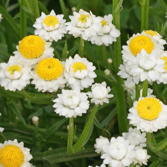 Winged Everlasting Ammobium Seed - Image 3