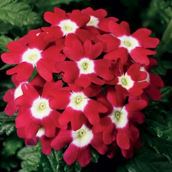 Obsession Red with Eye Hybrid Verbena Seeds - Image 3