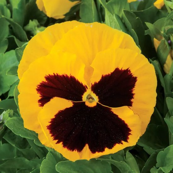 Majestic Giants II Yellow w/Blotch Hybrid Pansy Seeds - Image 3