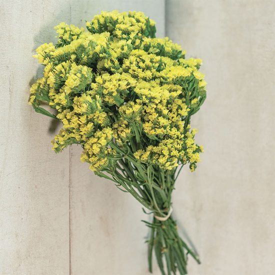QIS Yellow Statice Seed - Image 3
