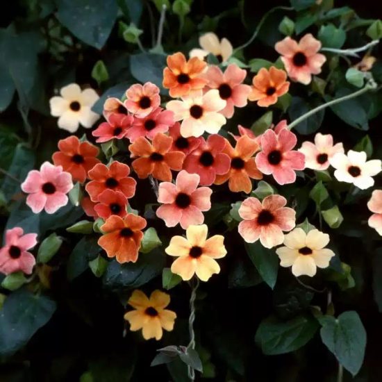 Sunrise Surprise Black-Eyed Susan Vine Thunbergia Seeds - Image 2