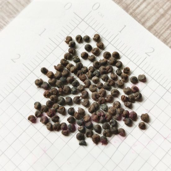 Sparkler Blush Spiderflower Seeds - Image 3