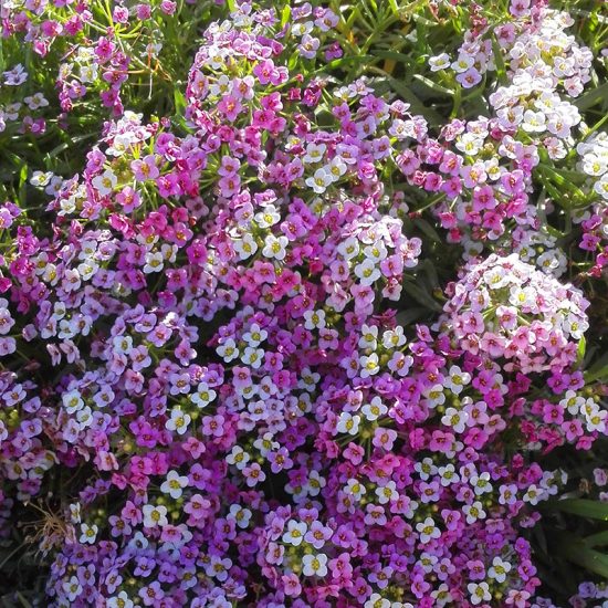 Pastel Carpet Sweet Alyssum Seeds - Image 2