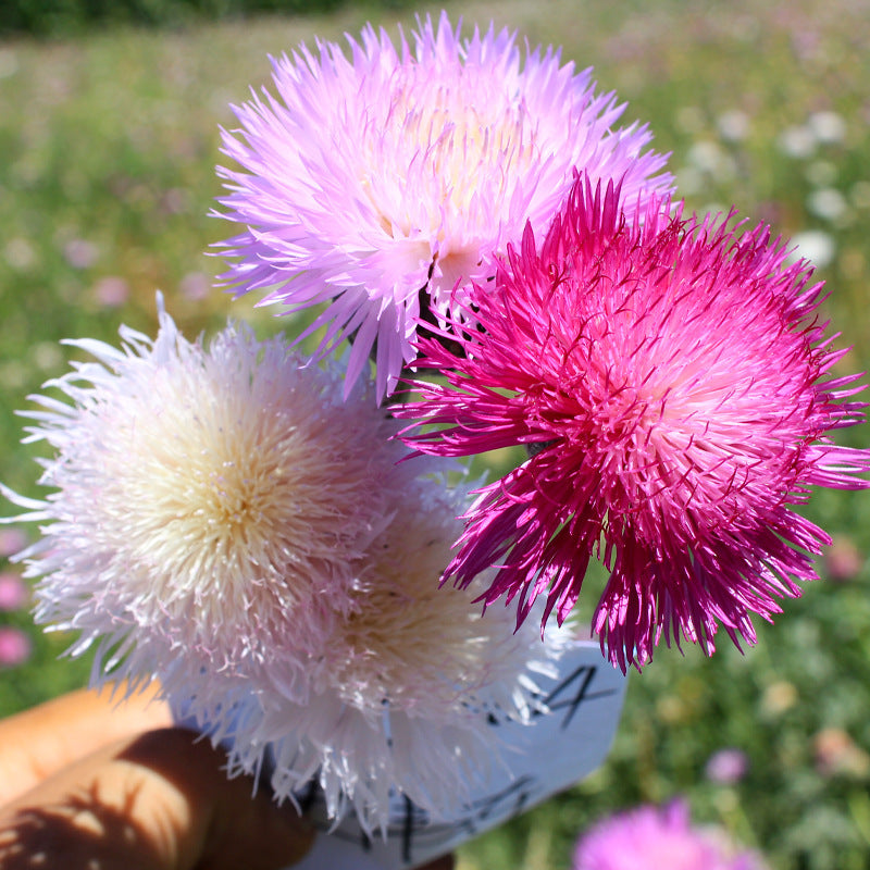 13039000934_500142703 Imperialis Mix Cornflower Seeds - Image 1