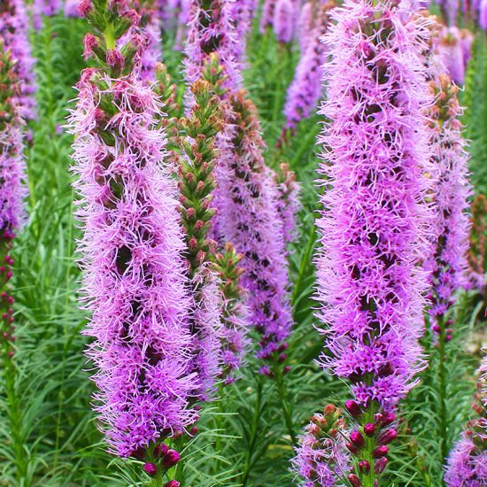 Gayfeather / Blazing Star Seeds - Image 2