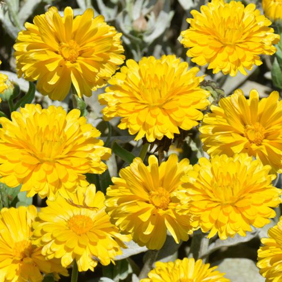 Pacific Beauty Yellow Calendula Seeds - Image 3