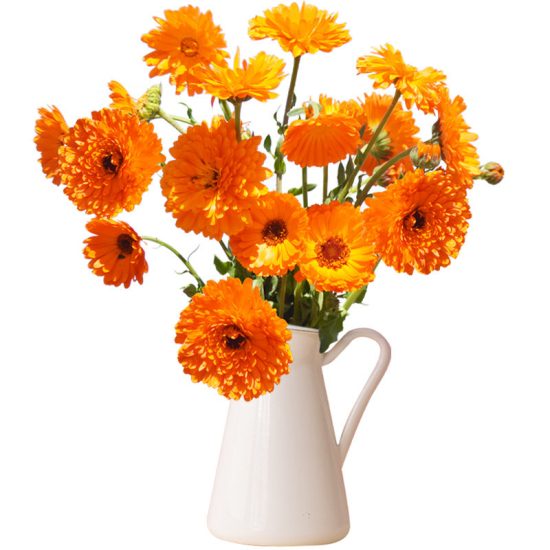 Orange Button Calendula Seed - Image 3