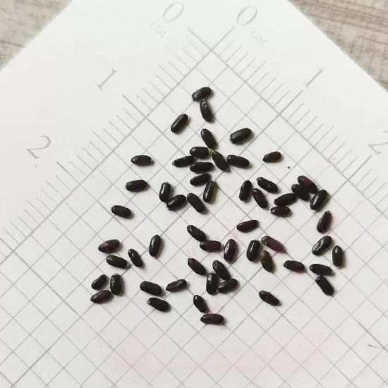 English Lavender Seeds - Image 4