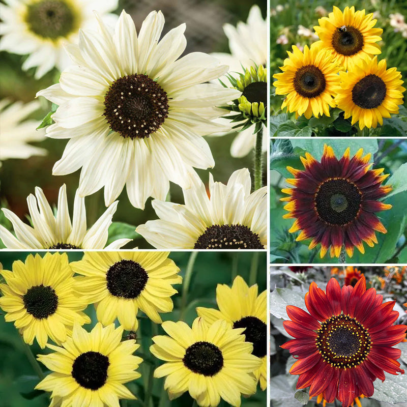 28147_pwyxgvn5jkpoihtv Ultimate Park Seed Sunflower Seed Collection - Image 1