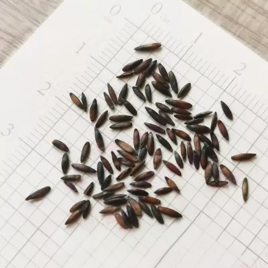 Soiree Mix Statice Flower Seeds - Image 9