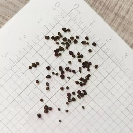 Lighthouse Mix Primula Seeds - Image 3