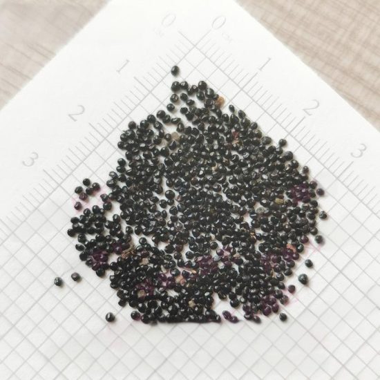 Bright Sparks Mix Celosia Seeds - Image 9