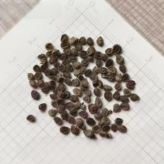 Firmament Cynoglossum Seed - Image 5