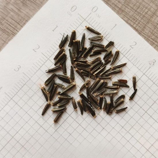 Gayfeather / Blazing Star Seeds - Image 5