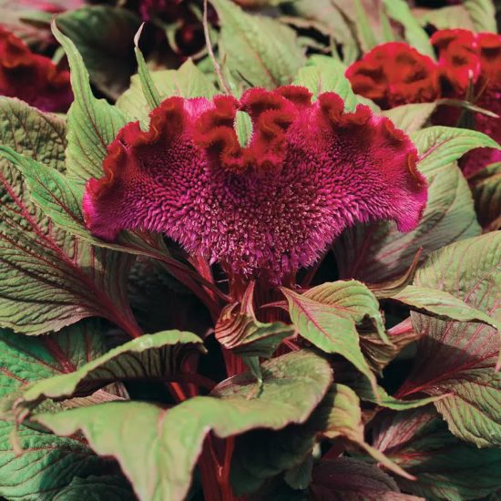 Dracula Celosia Seeds - Image 2