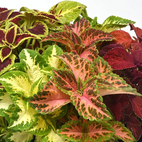 Select Mix Improved Coleus Seeds - Image 2