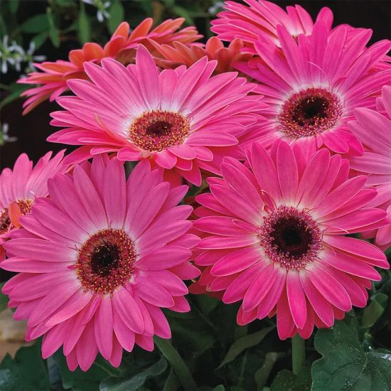 Majorette Pink Halo Gerbera Daisy Seeds - Image 2
