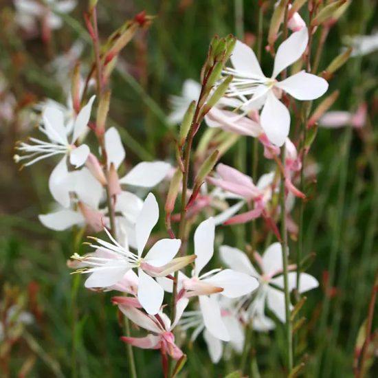 Sparkle White Gaura Seeds - Image 2