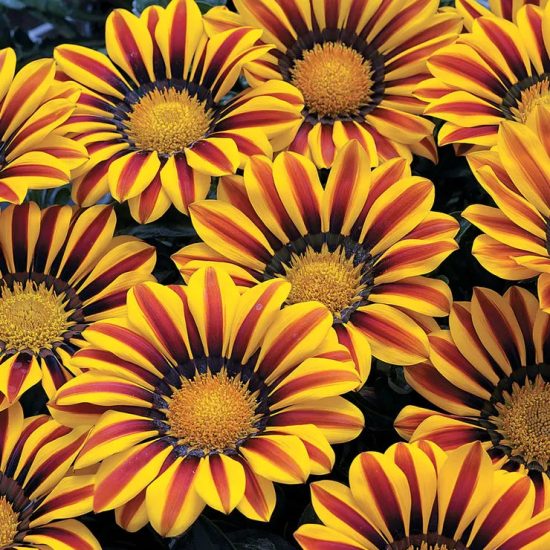 Yellow Flame Hybrid Gazania Seeds - Image 2