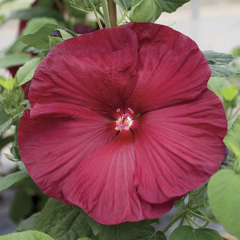 51368-pk-p1 Honeymoon Deep Red Hibiscus Seeds - Image 1