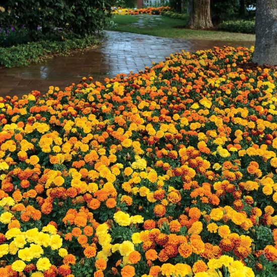 Hot Pak Mixture Marigold Seeds - Image 2