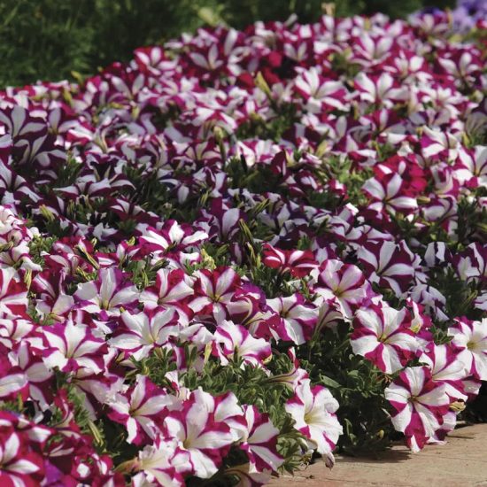 Easy Wave Burgundy Star Petunia Seeds - Image 2