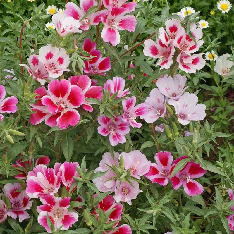 52159-pk-p1 Satin Flower Godetia Seeds - Image 1
