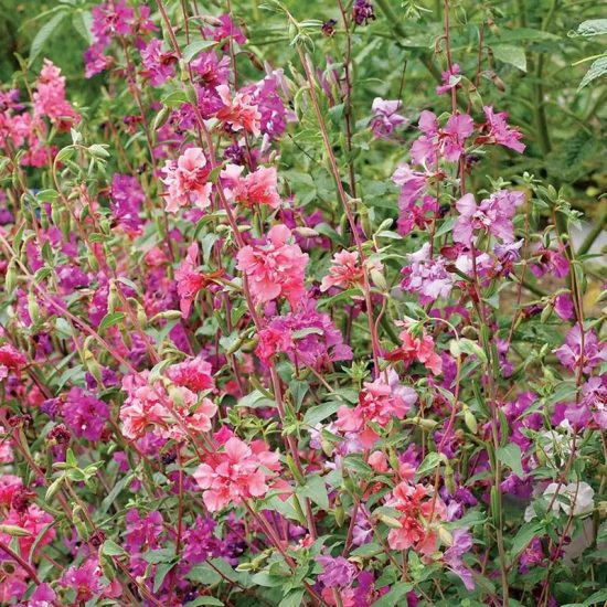 Bulk Clarkia Seeds - Mixed - Image 2