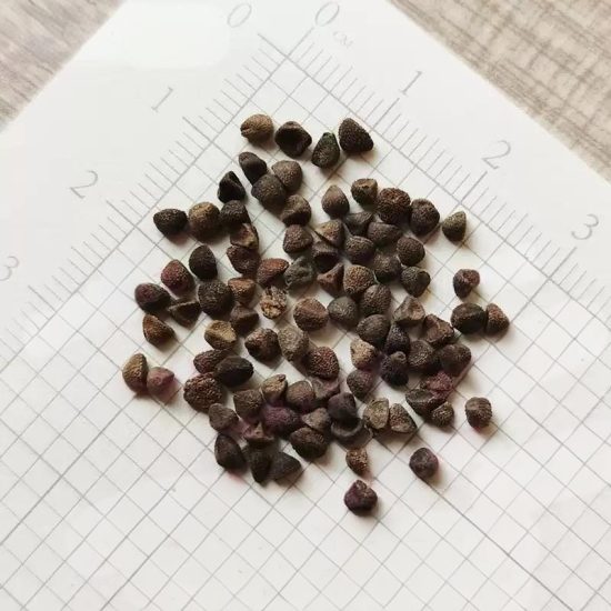 Fieldgrown Mix Morning Glory Seeds - Image 8