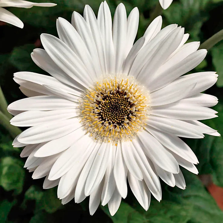 54040-pk-p1_1 Majorette Bright White Dark Eye Gerbera Seeds - Image 1