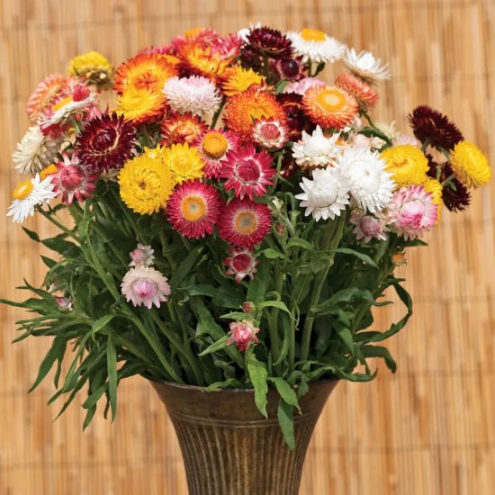 King Size Formula Mix Strawflower Seeds - Image 2