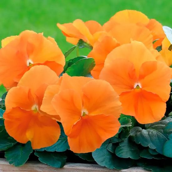 DeluXXe Orange Pansy Seeds - Image 3