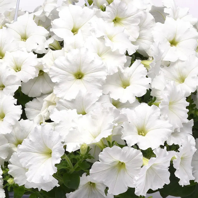 54080 E3 Easy Wave White Petunia Seeds - Image 1