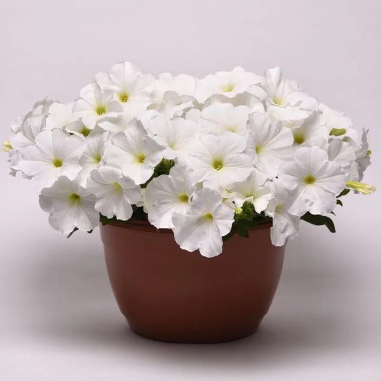 E3 Easy Wave White Petunia Seeds - Image 3