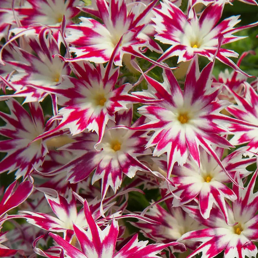 54086_2 Rose With Eye Phlox Seeds - Image 1