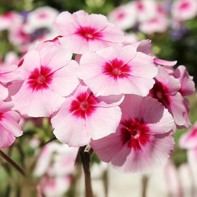 55968f9b904f933ad9362a58c1d5576c_2a0b5a34-2551-4b90-8b70-ccd5ecf79ade Brilliant Annual Phlox Seeds - Image 1
