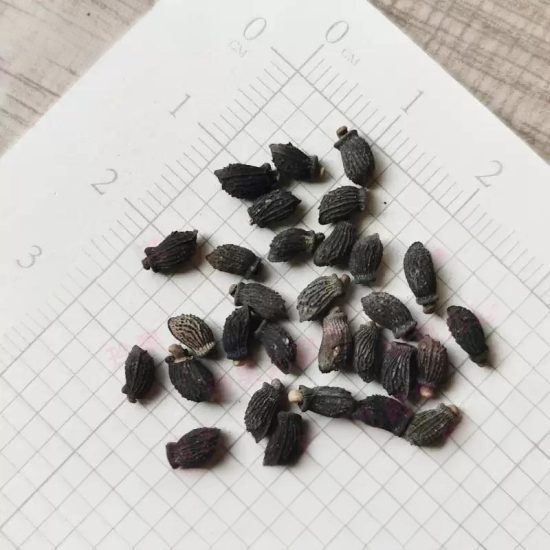 Borage Seeds - Image 5