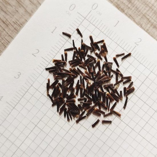Winged Everlasting Ammobium Seed - Image 6