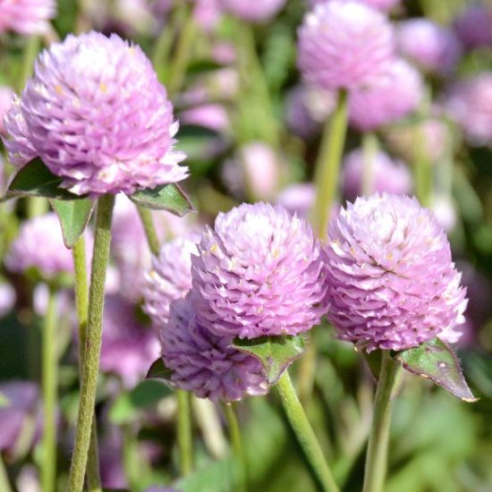 Las Vegas Mix Gomphrena Seeds - Image 3