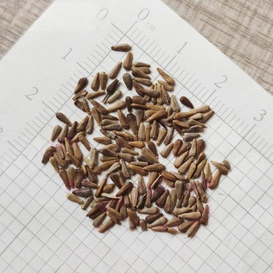 Valkyrie Mix China Aster Seeds - Image 4
