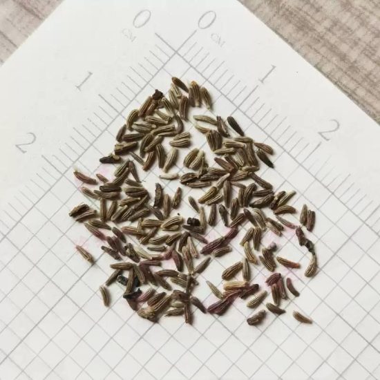Snow Lady Shasta Daisy Seeds - Image 5