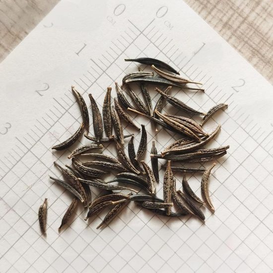 Mix Cosmos Flower Seeds - Image 8